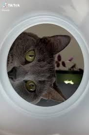 Pin By Cleyde On Animales Y Naturaleza Video In 2020 Cats Cat Breeds Funny Cats