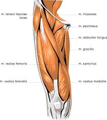 The muscle descends medially, condensing into a tendon that runs down the leg, between the gastrocnemius and soleus. Anatomy Thigh Muscles