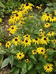 Image result for Pleiotaxis pulcherrima