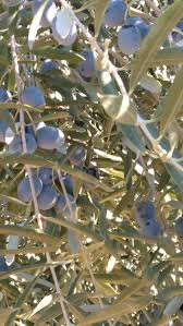 Zeytin Bahce