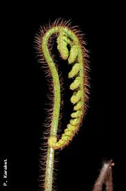 Image result for Ctenitis