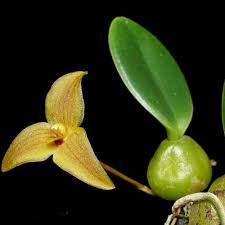 Image result for Falkia oblonga