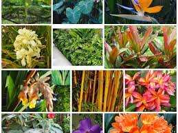 Maybe you would like to learn more about one of these? Aloha Tropicals Exotic Trees Tropical Plants Flowers