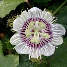 Flowers are born, grow, bloom, and eventually scatter and die. Flowers Beauty Of Nature Home Facebook
