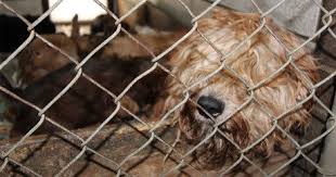 We did not find results for: More Than 90 Dogs Rescued From Michigan Puppy Mill Dogtime