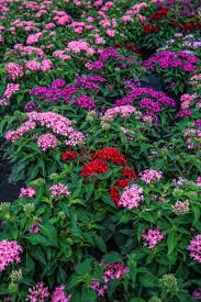 Image result for Pentas