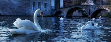 Official swans home page, lots of high quality material. The Legend Of The Swans World Heritage Journeys Of Europe