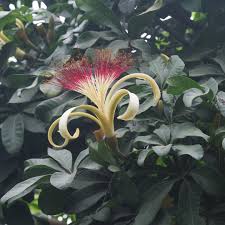 Image result for Digitaria siderograpta