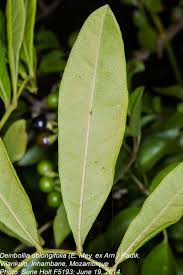 Image result for Deinbollia