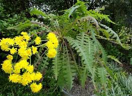 Image result for Sonchus wilmsii