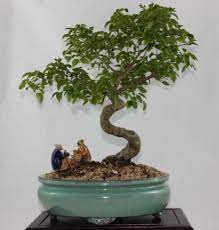 Chinese bird plum flowering indoor bonsai tree. Sageretia Theezans Is Also Known As The Chinese Sweet Plum Or The Bird Plum The Chinese Sweet Plum Has A Very Ple Bonsai Tree Types Indoor Bonsai Tree Bonsai