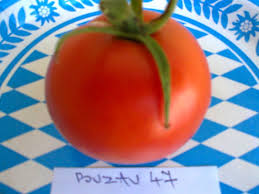 Producătorii tradiţionali îşi înţeleg rolul de administratori si nu neapărat de stăpâni ai pământului pe care îl lucrează. 105 Buzau 47 3058 0 Seminte Rosii 2020 2021 De Vanzare Lista Soiuri Pure De Origine Romanesti Si Straine Non Hibrid Bob777