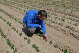 View stihl outdoor power equipment products sold by family farm & garden. Louisiana Soybean Planting Well Behind Schedule Soybean South