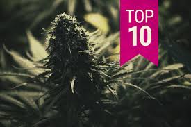 Top 10 Feminized Cannabis Seeds Of 2020 Rqs Blog