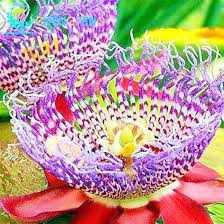Image result for Passiflora quadrangularis