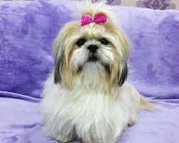 We know your pets will love us! Pets Grooming Abu Dhabi Trusted Expert Pet Groomers