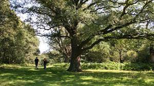 There are tolls on the journey as the road is a paid road. The Best Forests Near London Blog Zipcar