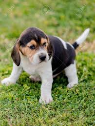 4.25 inch beagle puppy sitting decorative figurine, brown and white. Beautiful Beagle Puppy Brown And Black On The Green Grass Stock Photo Picture And Royalty Free Image Image 122060576