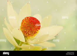 Image result for Lotus discolor