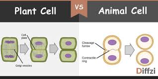 Animal cell vs plant cell picture. Cytokinesis In Plant Cell Vs Cytokinesis In Animal Cell What Is The Difference Diffzi