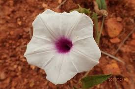 Image result for Ipomoea crassipes