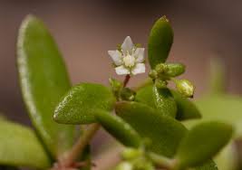 Image result for Crassula expansa