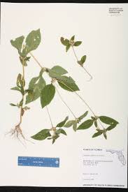 Image result for Synedrella nodiflora