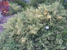 Coyote Brush This Drought Tolerant Shrub Is Also Known As Coyote Bush Or Chaparral Broom And Is Native To The West C Hedging Plants Hedges Ground Cover Plants
