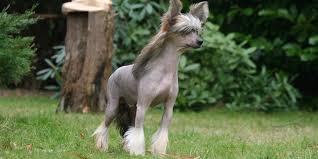 Chinesischer schopfhund deimos, hund von mel: Chinesischer Schopfhund Hundeinfoportal