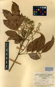 Image result for Aporrhiza