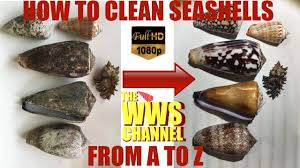 How do you clean seashells you found on the beach you ask? Sea Shell Collection How To Clean Seashells Everything To Know About Cleaning Shells Youtube