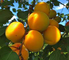 Fruit trees for sale in new zealand wairere nursery has one the best selections of fruit and nut trees for the home orchard in new zealand. Waimea Nurseries Produce A Huge Range Of Fruit Trees Including Apple Apricots Citrus