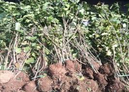 Located at the heart of the realm precinct, maple + clove is synonymous with wholefoods—honest, nourishing and above all, delicious natural goodness to power your mind, body and spirit. å››å­£ä¸é¦™ å°å¶ä¸é¦™ ç§æ¤æ ½åŸ¹æ–¹æ³• ç›†æ™¯è‰ºæœ¯ç½'