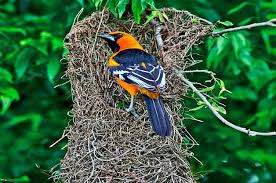 8 Different Kinds Of Bird Nests And How To Spot Them Birds