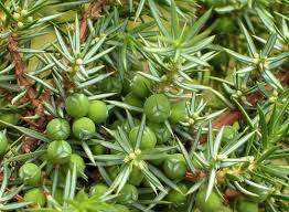Image result for Juniperus