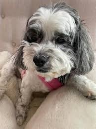 Bark From The Heart Rescue NFP Reviews and Ratings