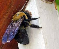 But if your deck is at least three or four years old and hasn't been weather protected then your deck may be a target. Carpenter Bees Nc State Extension Publications