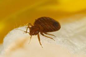 For more than 50 years, corky's pest control has been informing and educating the public about pests. Bed Bugs Hills Pest Control Pros