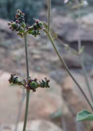 Image result for Commicarpus