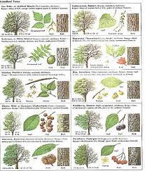 Common native trees of virginia tree identification guide. 27 Leaf Identification Ideas Leaf Identification Tree Identification Plant Identification
