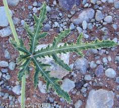 Image result for Acanthosicyos naudinianus