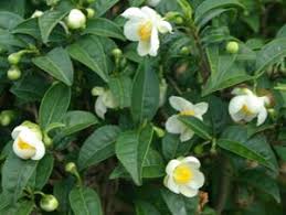 Camellia Sinensis Tea Plant Plants Camellia