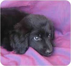 Maybe you would like to learn more about one of these? Marion Nc Cocker Spaniel Meet Shauncey A Pet For Adoption