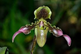 Image result for Hugonia elliptica