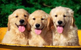 Bringing a new puppy into the family is a financial and emotional investment. What Makes White Golden Retriever Your Choice Petsync