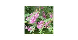 Image result for Indigofera microcalyx