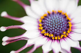 Image result for foto Osteospermum