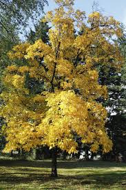 نتیجه جستجوی لغت [hickory] در گوگل