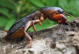 122 hunn rd, new castle, de 19720. How To Identify Mole Cricket Mounds Terminix