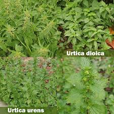 Image result for Urtica